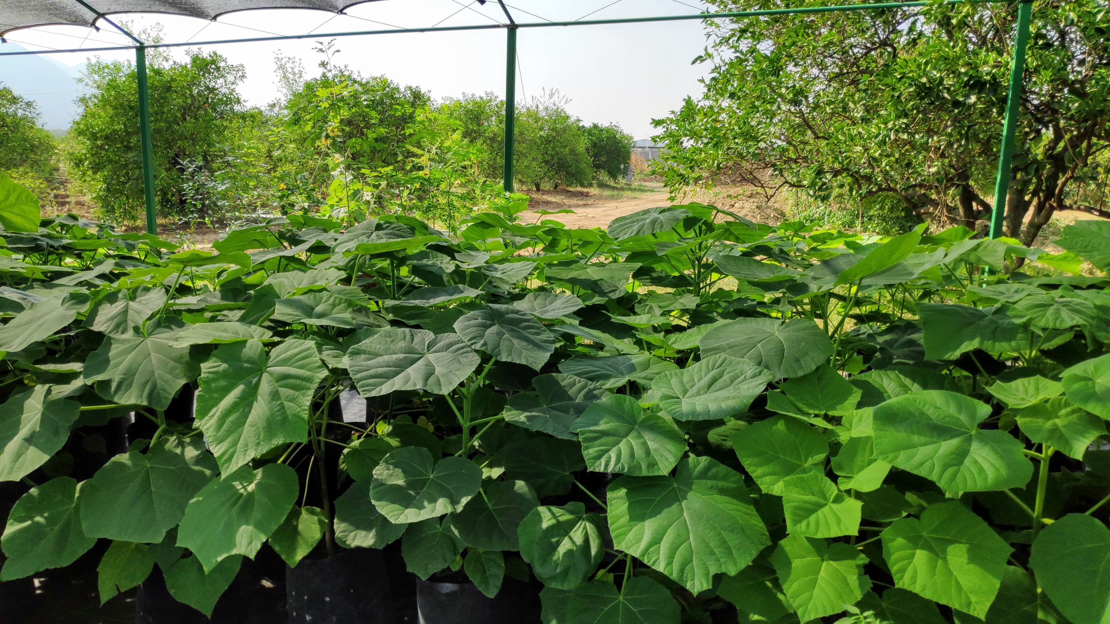 Vivero Don Lupe