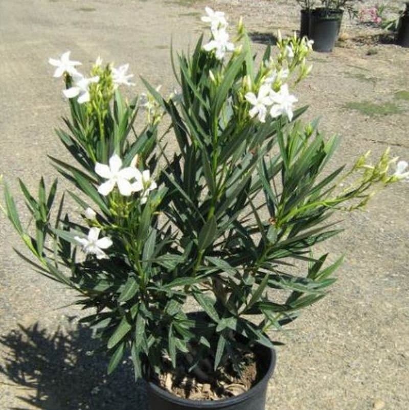 Adelfa Blanca (Nerium oleander) — Vivero Don Lupe, Monterrey