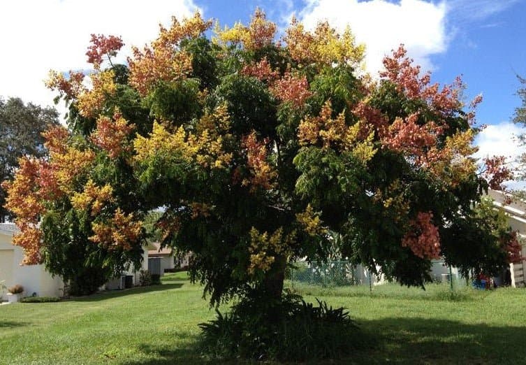 Flama China (Koelreuteria paniculata) — Vivero Don Lupe, Monterrey
