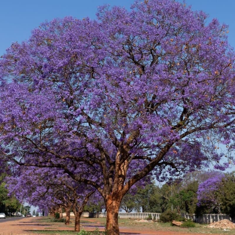 Jacaranda (Jacaranda mimosifolia) — Vivero Don Lupe, Monterrey