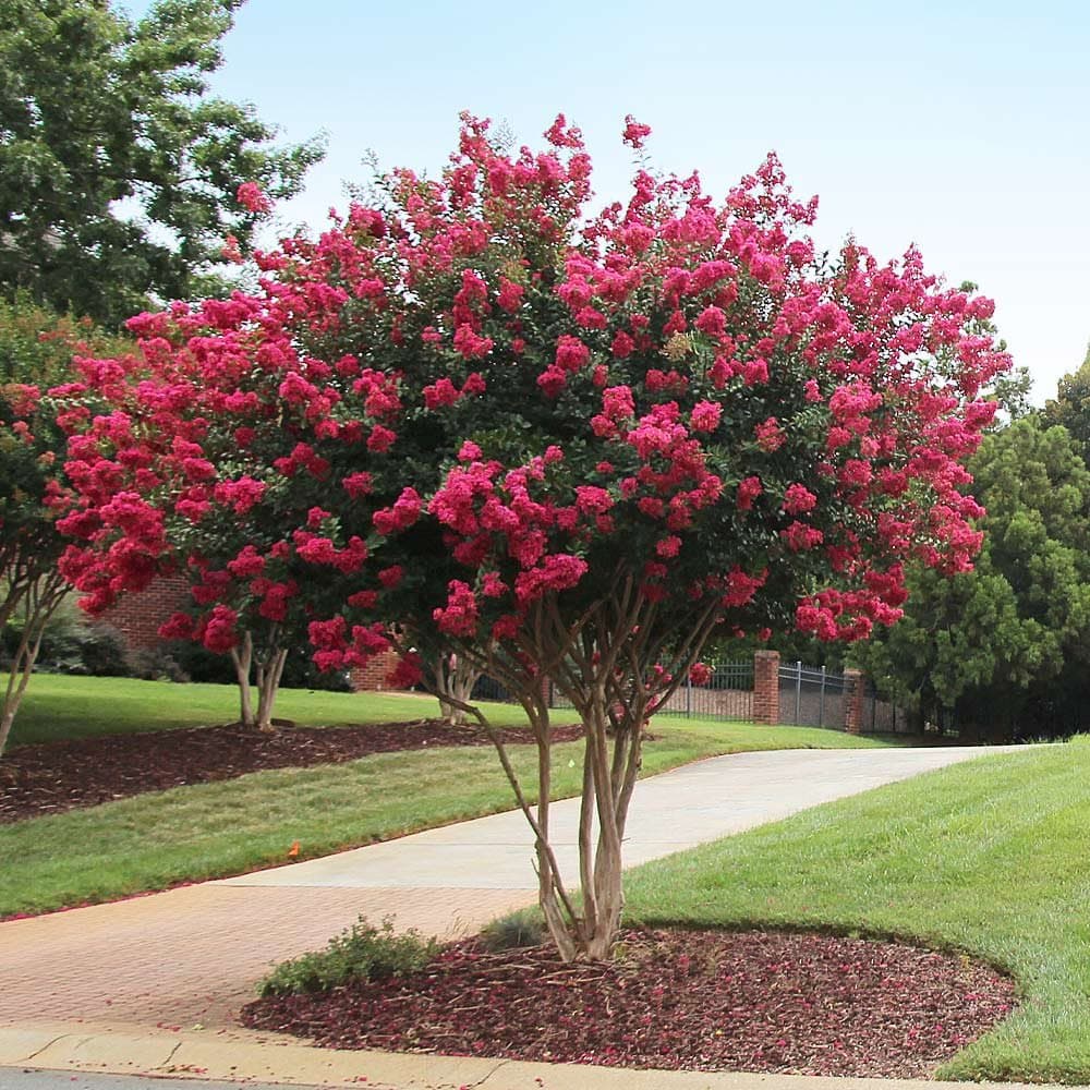 Crespón (Lagerstroemia indica) — Vivero Don Lupe, Monterrey