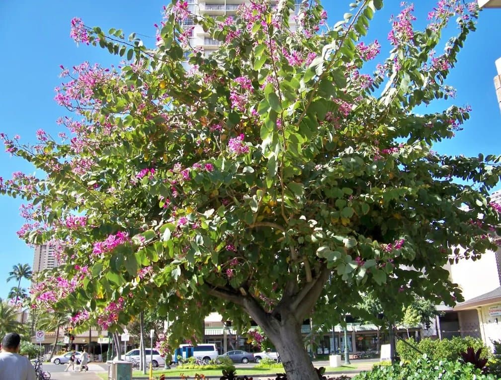 Pata de Vaca (Bauhinia variegata) — Vivero Don Lupe, Monterrey