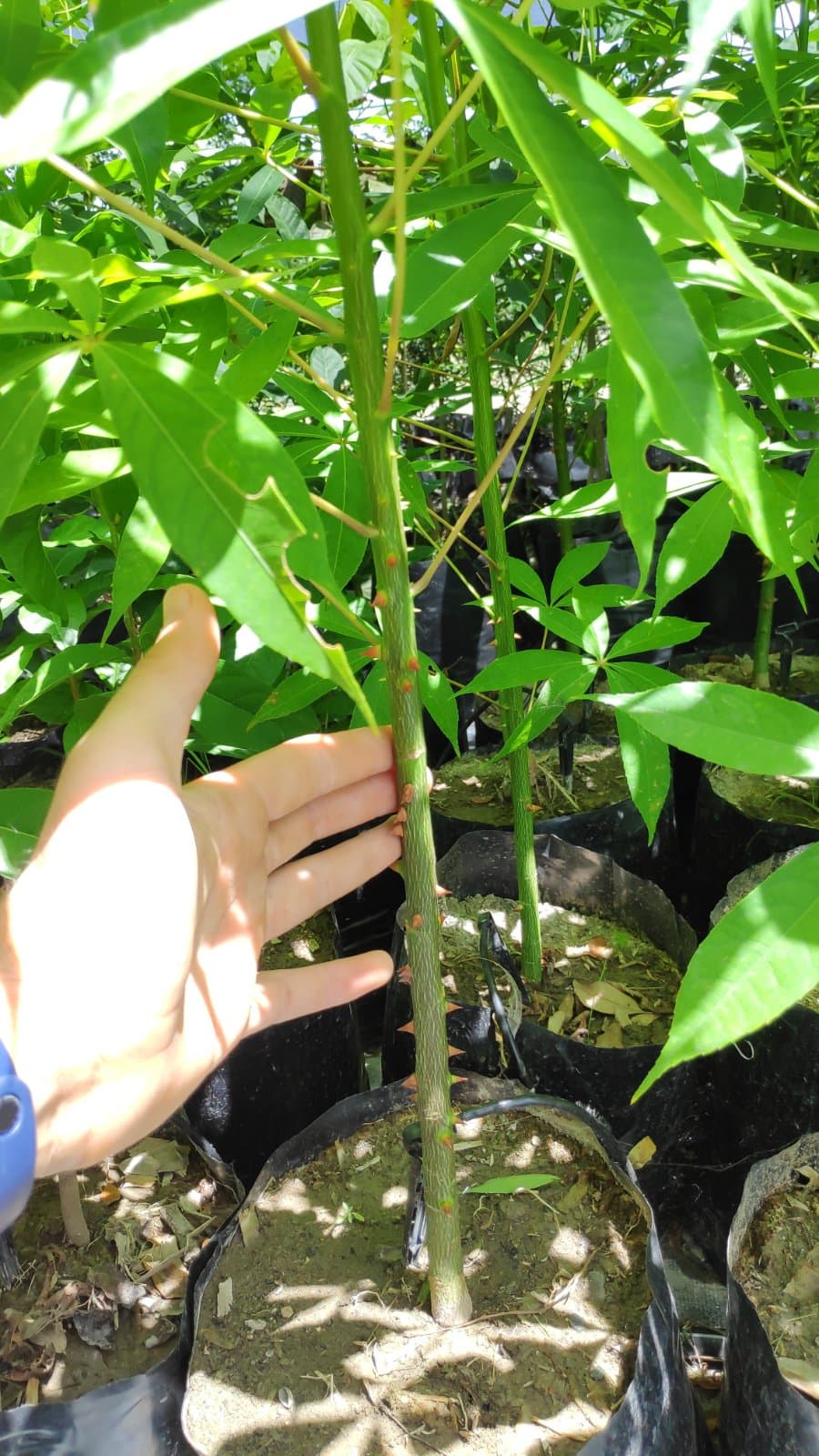 Ceiba foto 2