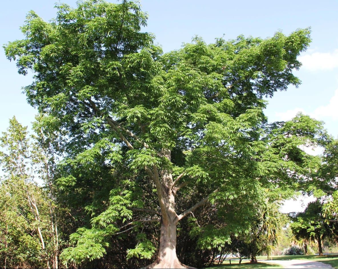 Ceiba (Ceiba pentandra) — Vivero Don Lupe, Monterrey