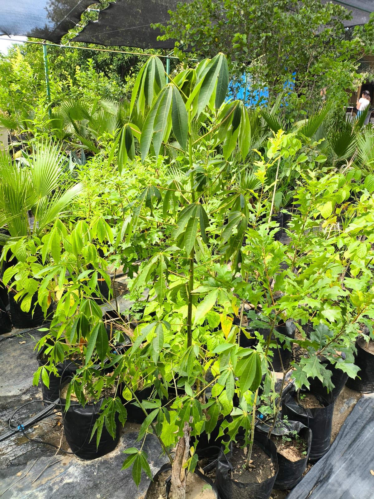 Ceiba foto 3