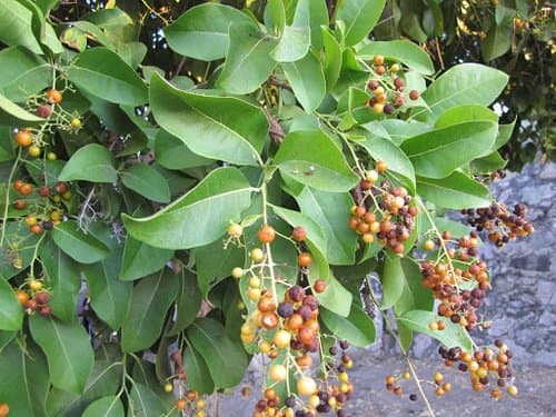 Roble Prieto foto 2
