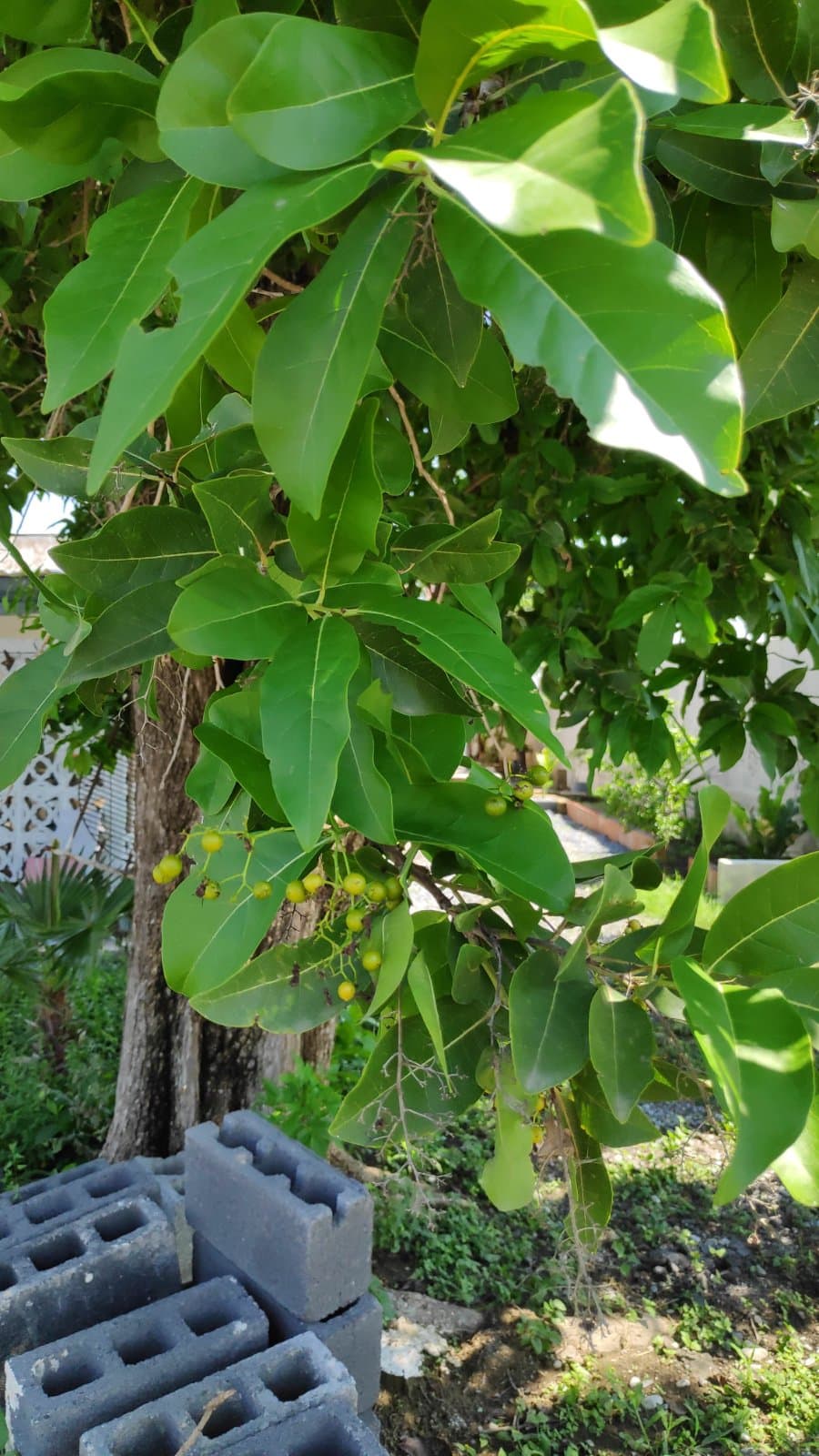 Roble Prieto foto 3