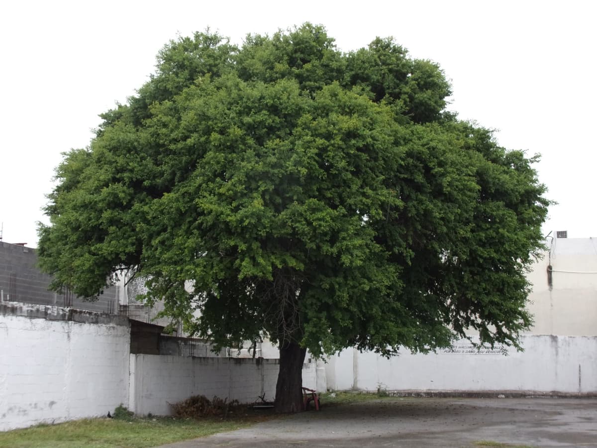 Ébano (Ebenopsis ebano) — Vivero Don Lupe, Monterrey