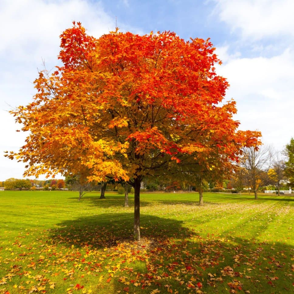 Encino Rojo (Quercus rubra) — Vivero Don Lupe, Monterrey
