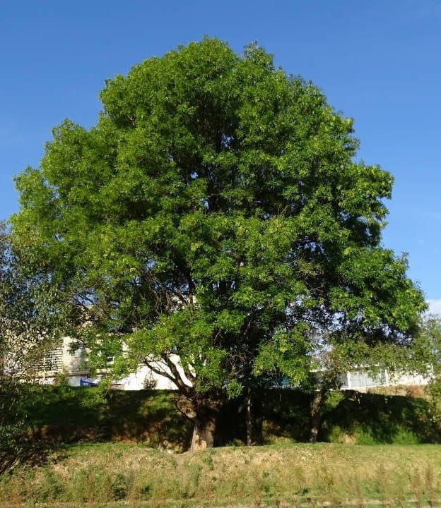 Fresno Mexicano (Fraxinus uhdei) — Vivero Don Lupe, Monterrey