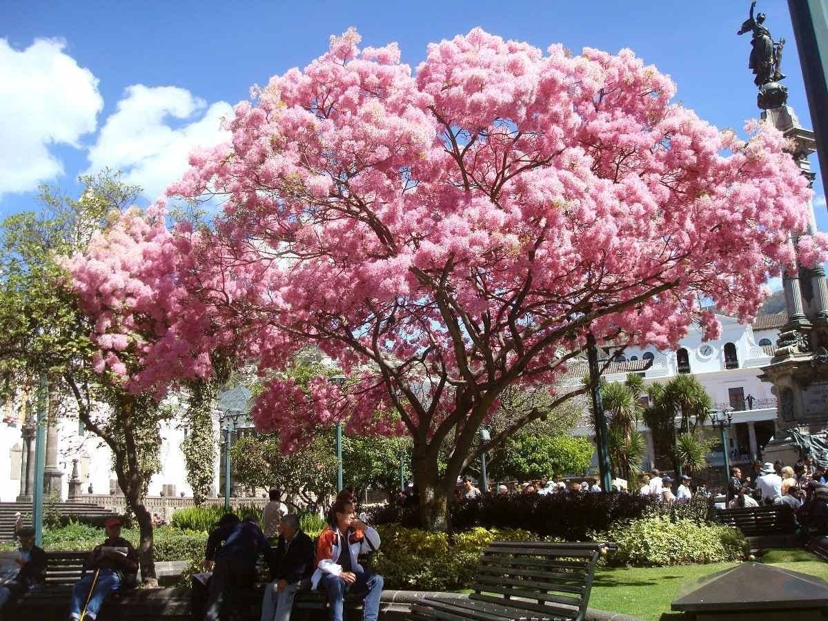 Guayacán Rosado (Tabebuia rosea) — Vivero Don Lupe, Monterrey