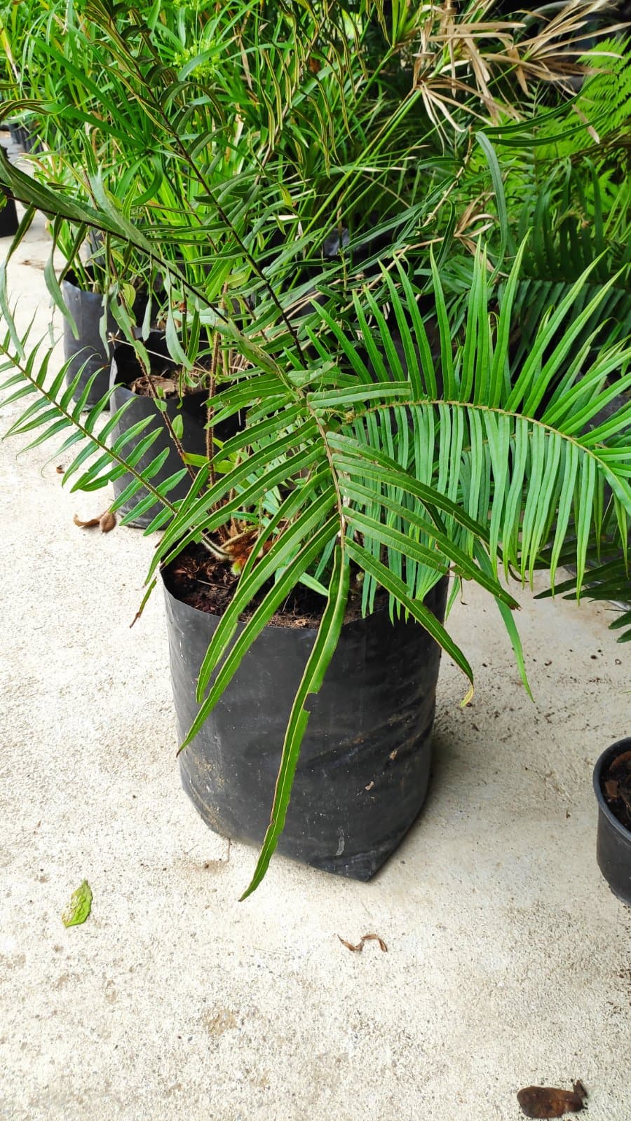 Helecho Chino (Pteris vittata) — Vivero Don Lupe, Monterrey