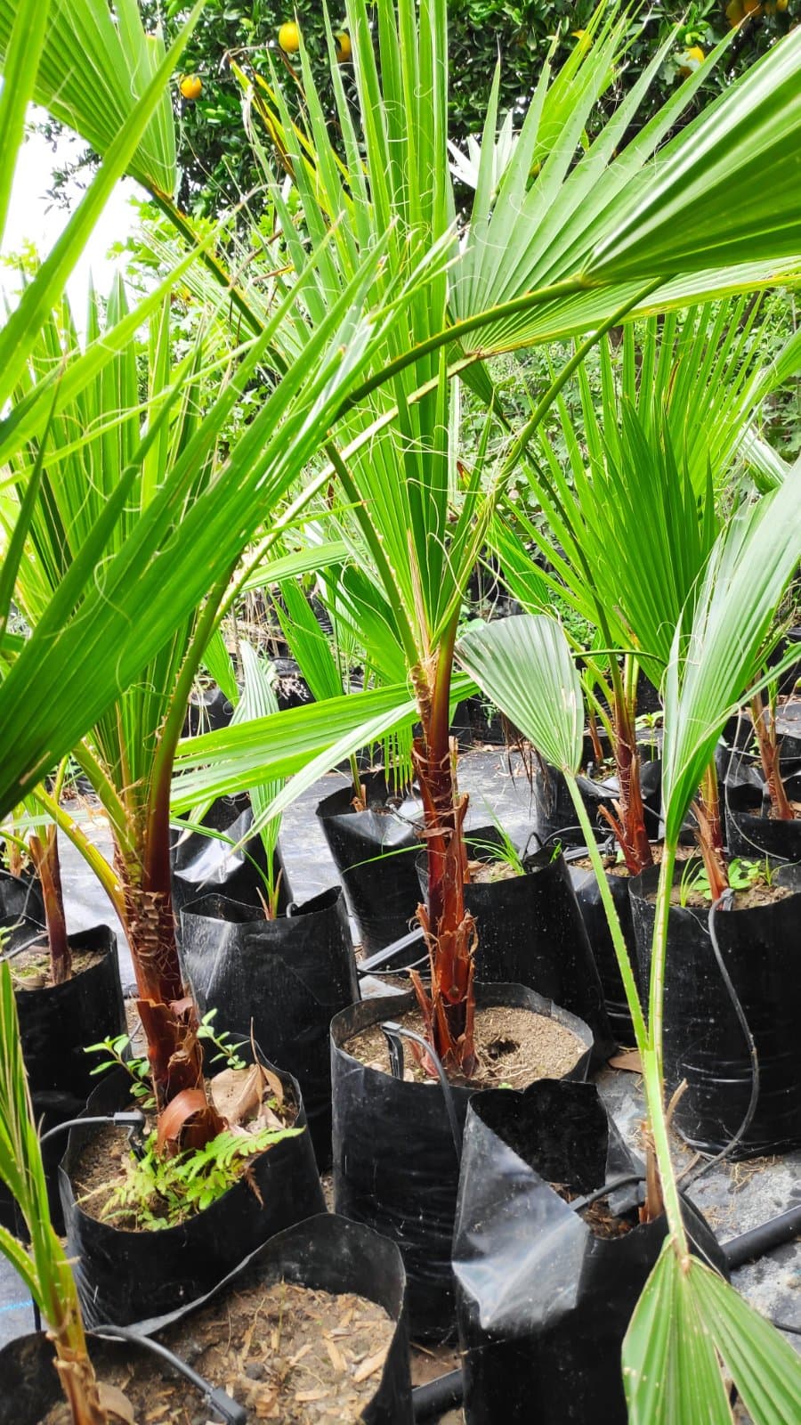 Palma Washingtonia foto 2