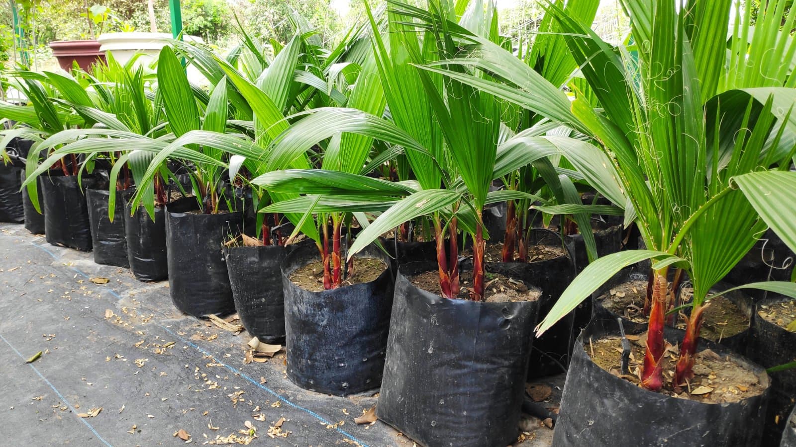 Palma Washingtonia (Washingtonia robusta) — Vivero Don Lupe, Monterrey