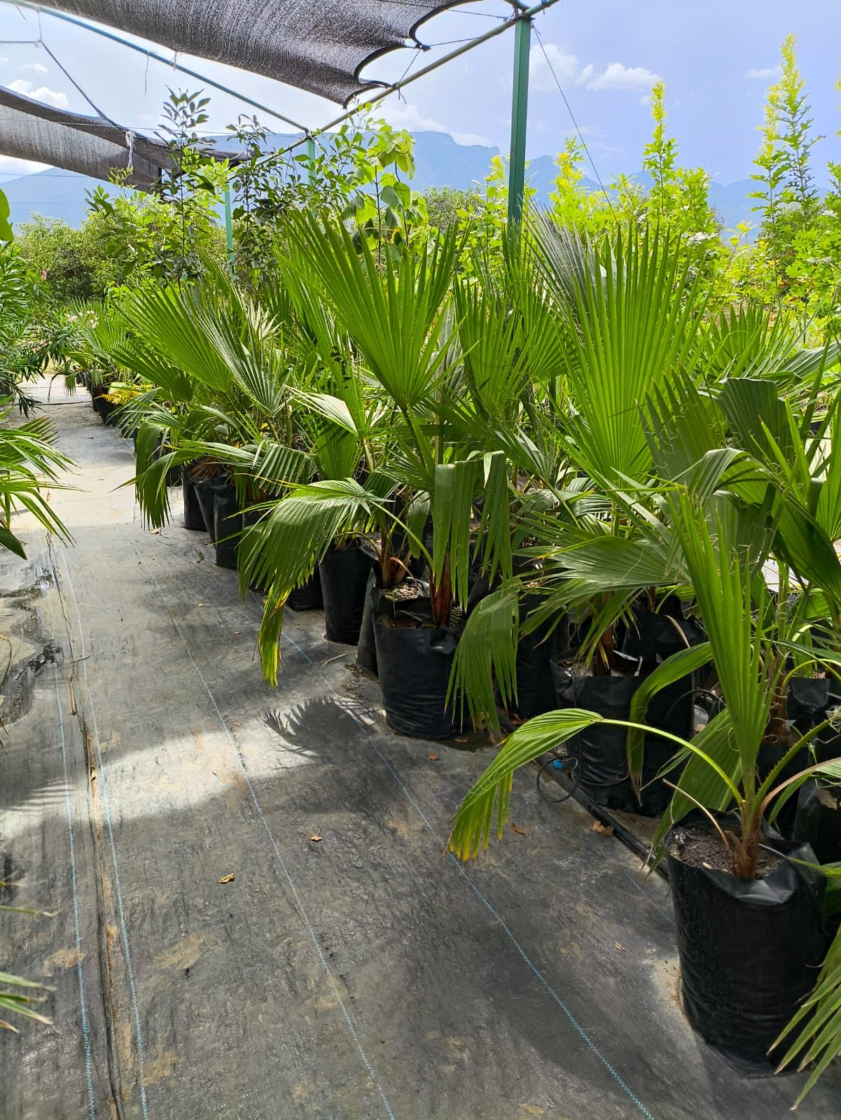 Palma Washingtonia foto 3