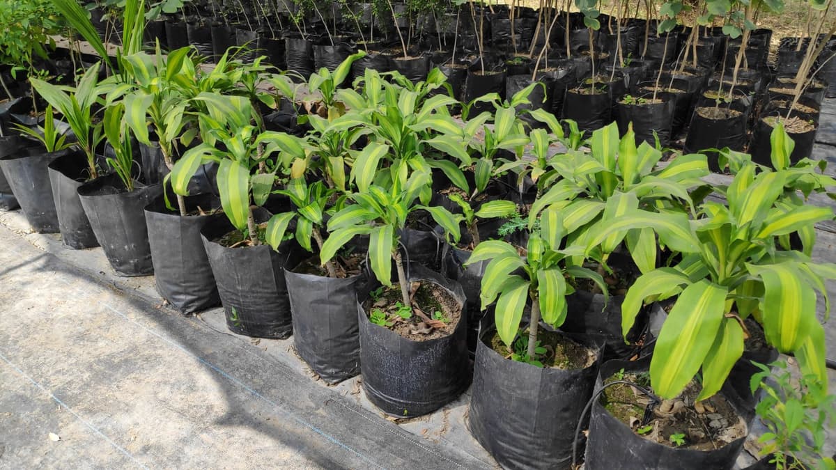 Palo de Brasil (Paubrasilia echinata) — Vivero Don Lupe, Monterrey