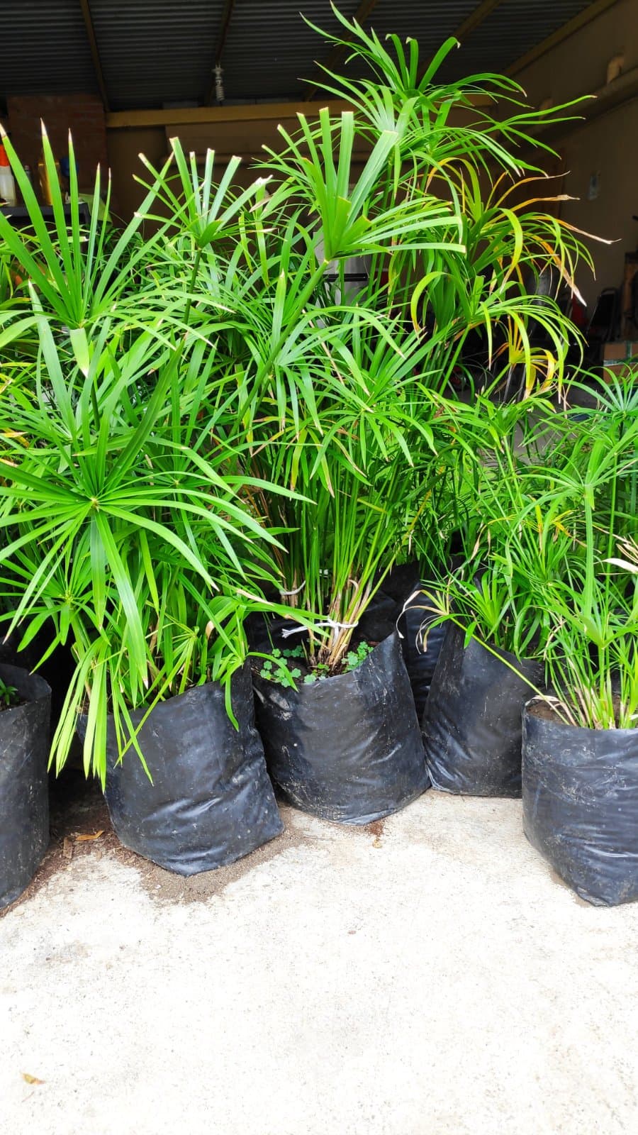 Planta Paraguas (Cyperus alternifolius) — Vivero Don Lupe, Monterrey