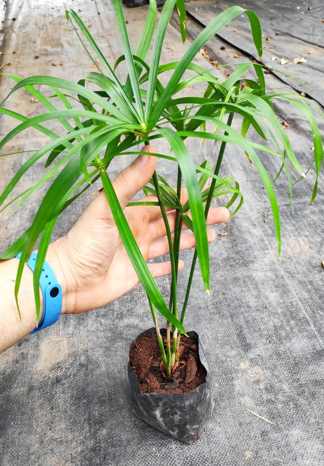 Planta Paraguas foto 2