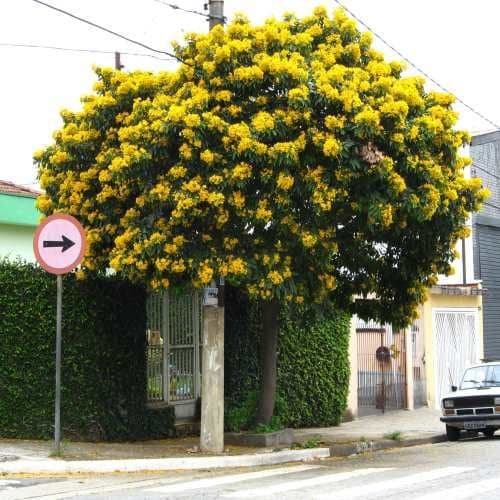 Tronadora (Tecoma stans) — Vivero Don Lupe, Monterrey
