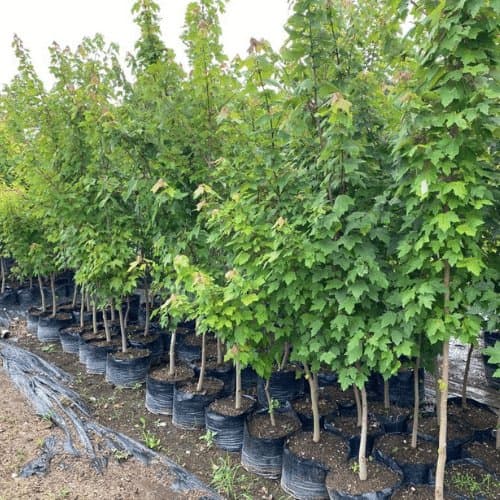 Maple foto 3