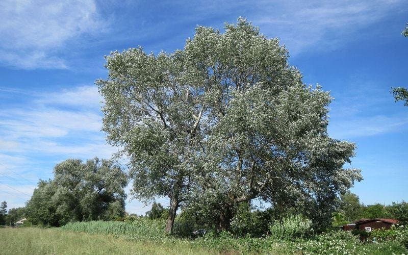 Álamo Plateado (Populus alba) — Vivero Don Lupe, Monterrey
