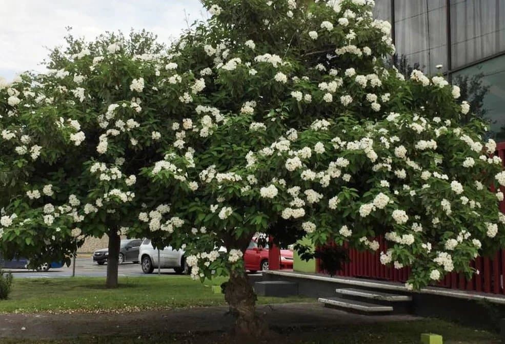 Anacahuita (Cordia boissieri) — Vivero Don Lupe, Monterrey
