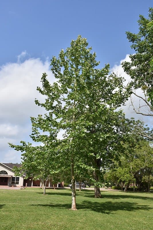 Alamo Sicomoro (Platanus occidentalis) — Vivero Don Lupe, Monterrey
