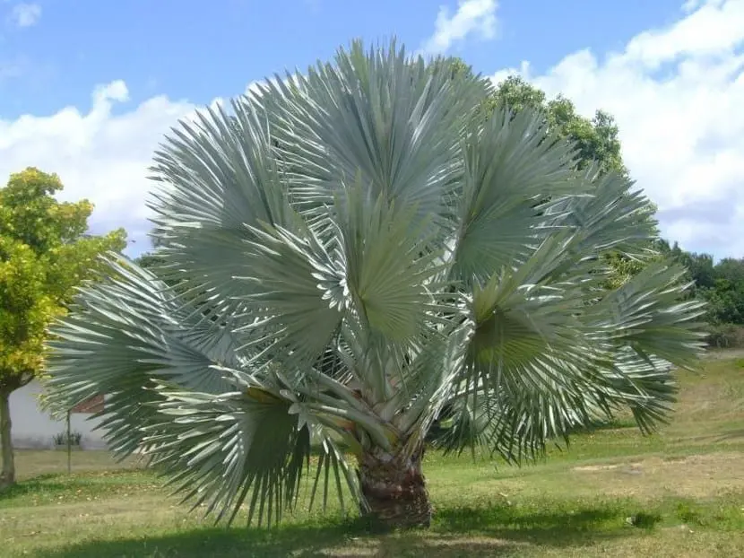 Palma Bismarckia (Bismarckia nobilis) — Vivero Don Lupe, Monterrey