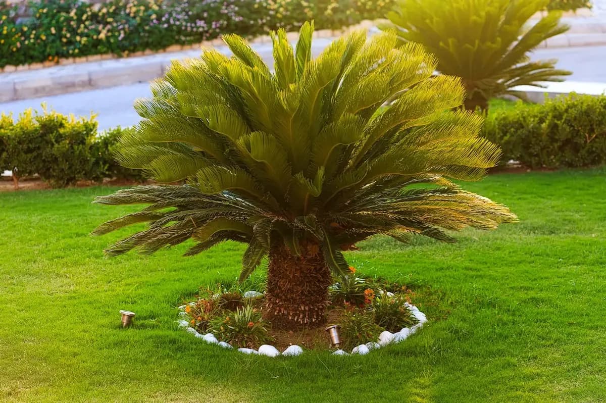 Palma Cica (Cycas revoluta) — Vivero Don Lupe, Monterrey