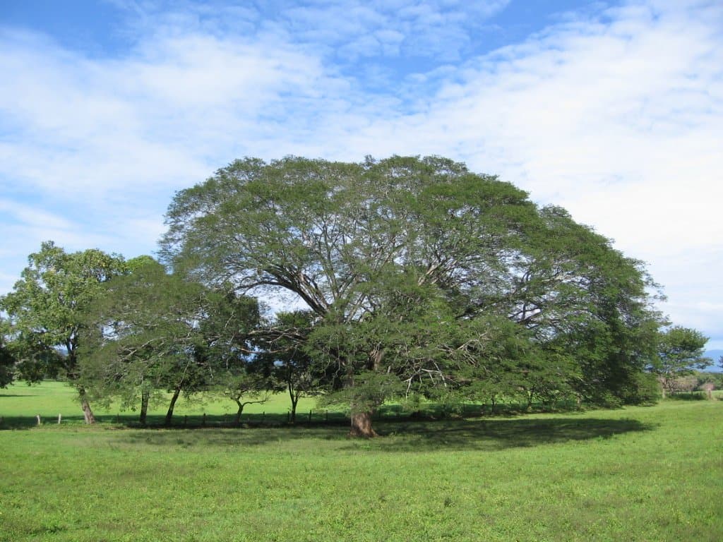 Guanacaste (Enterolobium cyclocarpum) — Vivero Don Lupe, Monterrey