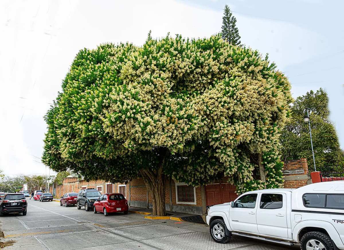 Roble Prieto (Ehretia tinifolia) — Vivero Don Lupe, Monterrey