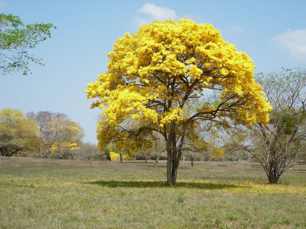 Guayacán Amarillo Primavera (Tabebuia donnell-smithii) — Vivero Don Lupe, Monterrey