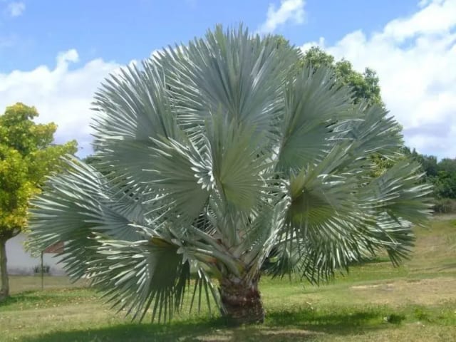 Palma Bismarckia — Vivero Don Lupe, Monterrey