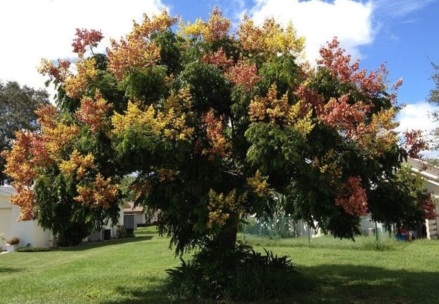 Flama China — Vivero Don Lupe, Monterrey